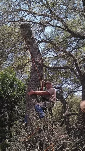 Arborist scaling tree