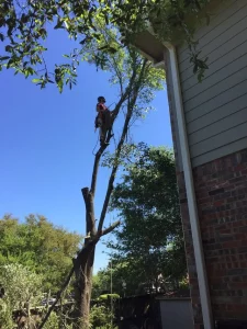 Arborist standing on tall tree to prune