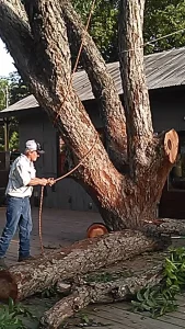 Arborist wrapping large tree with ropes