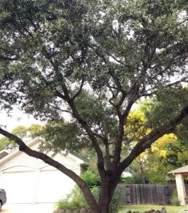 Large tree in front of house