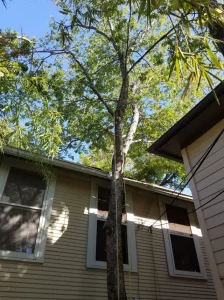 Tall tree wrapped with arborist rope in front of house