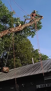Arborist cutting in large tree connected with ropes