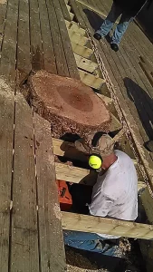 Arborist cutting tree stump protruding through wooden deck