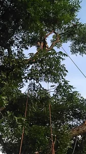 Arborist in large tree connected with ropes
