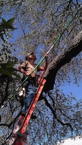 Arborist pruning branches of large tree on ladder