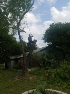 Arborist standing on end of cut tree branch holding rope