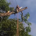 Arborist with chainsaw in large tree connected with ropes