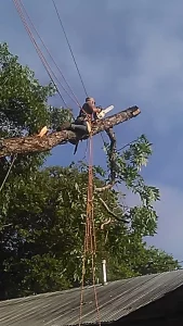 Arborist with chainsaw in large tree connected with ropes