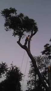 Arborist with chainsaw scaling large tree