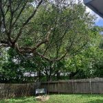 Large tree with trimmed branches overhanging backyard